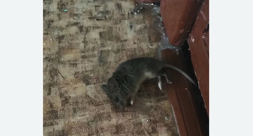 Дезинфекция от мышей в Котласе